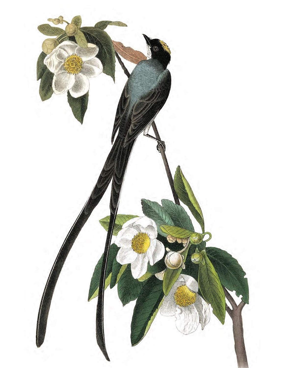 Treasury of Audubon Birds: 130 Plates from The Birds of America
