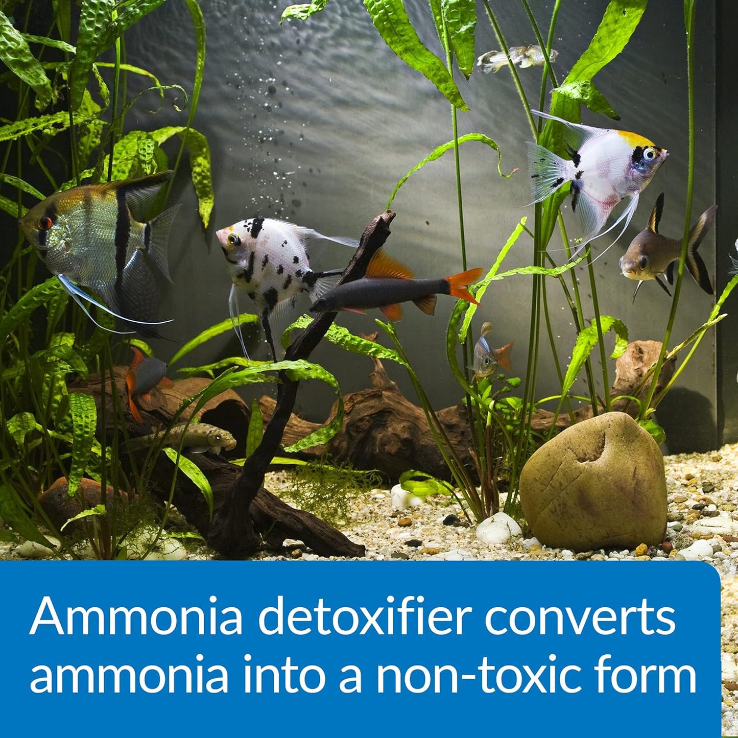 API AMMO-LOCK Freshwater and Saltwater Aquarium Ammonia Detoxifier 16-