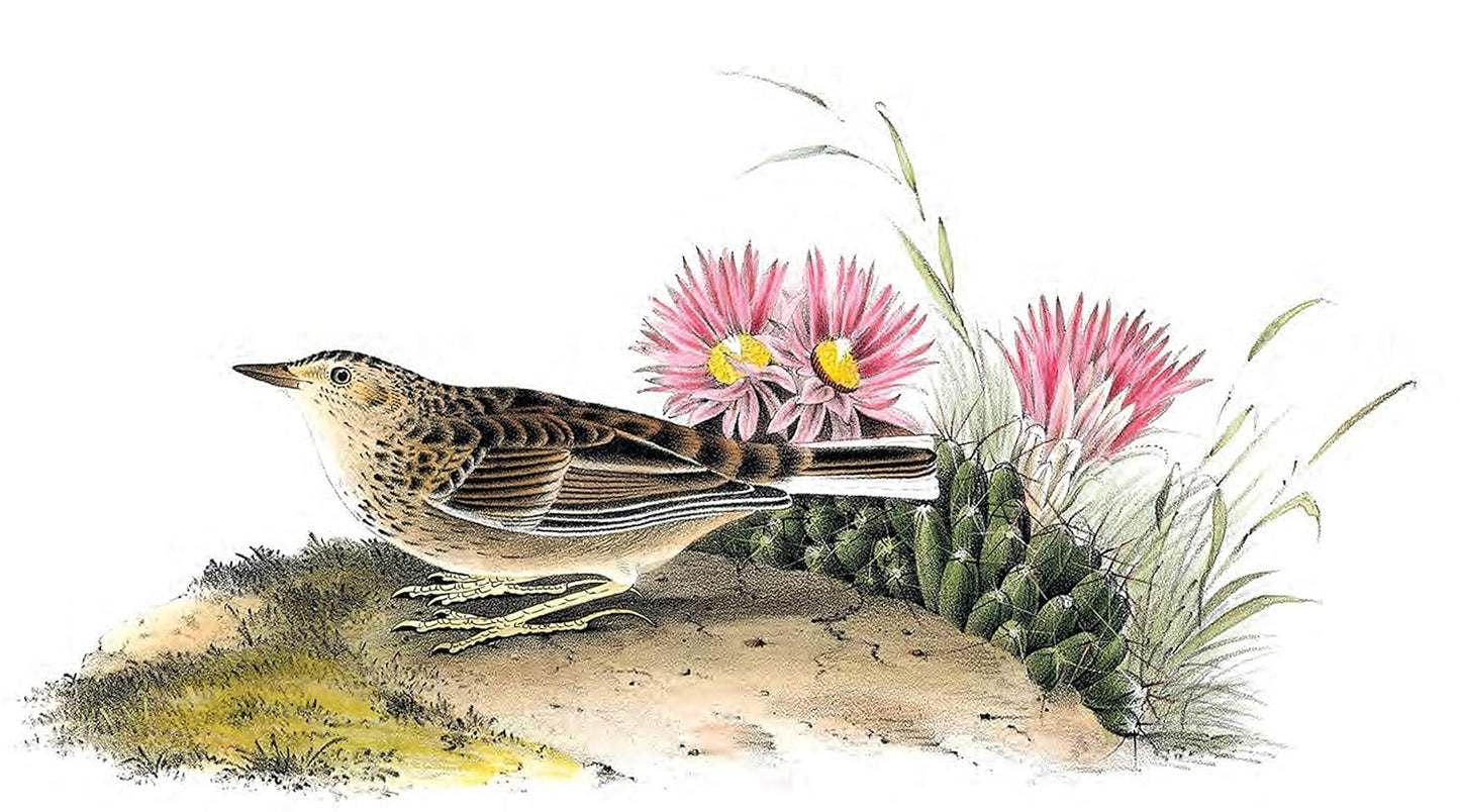 Treasury of Audubon Birds: 130 Plates from The Birds of America