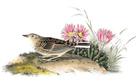 Treasury of Audubon Birds: 130 Plates from The Birds of America