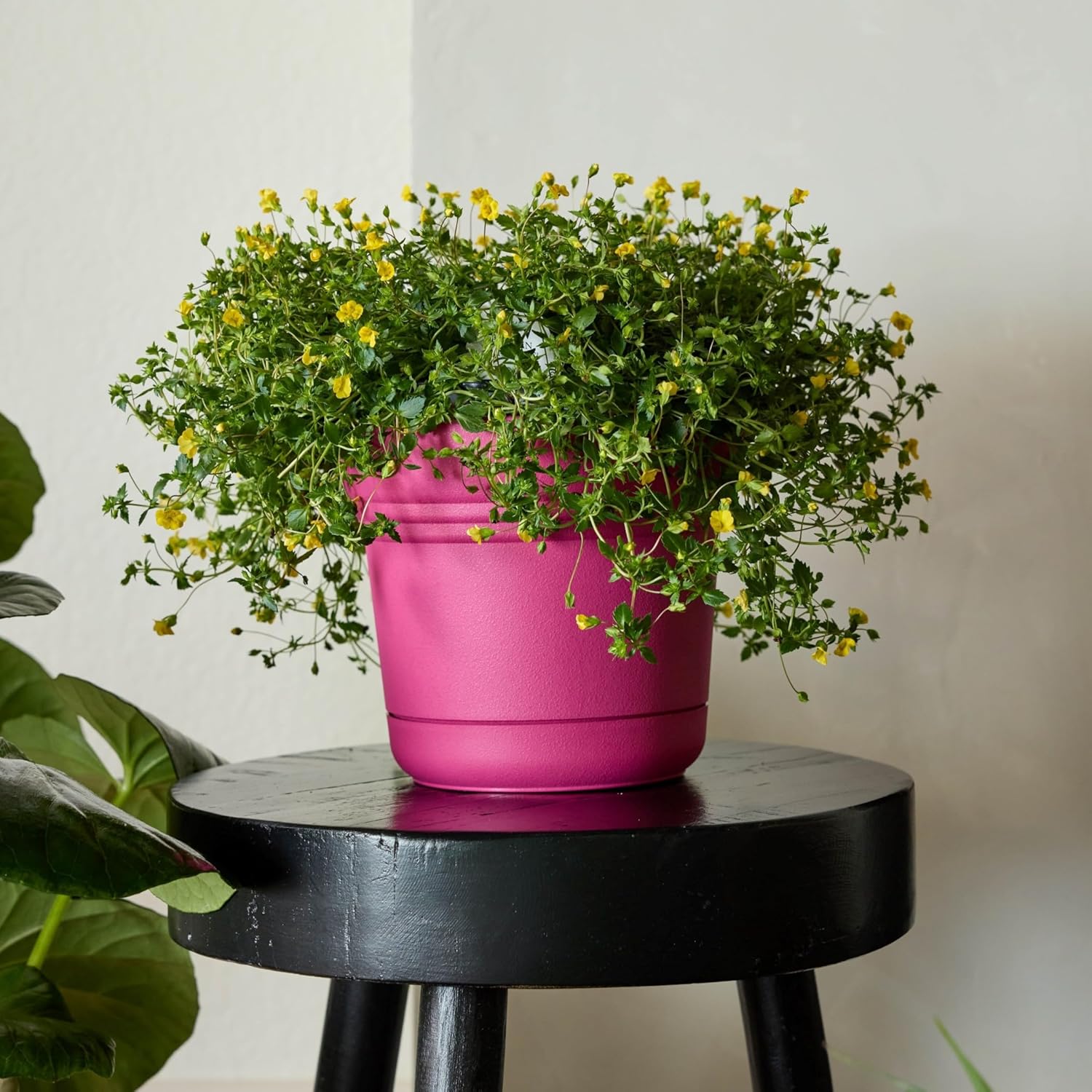 Bloem Saturn 7" Fuchsia Round Resin Planter Pot with Snap-in Saucer fo