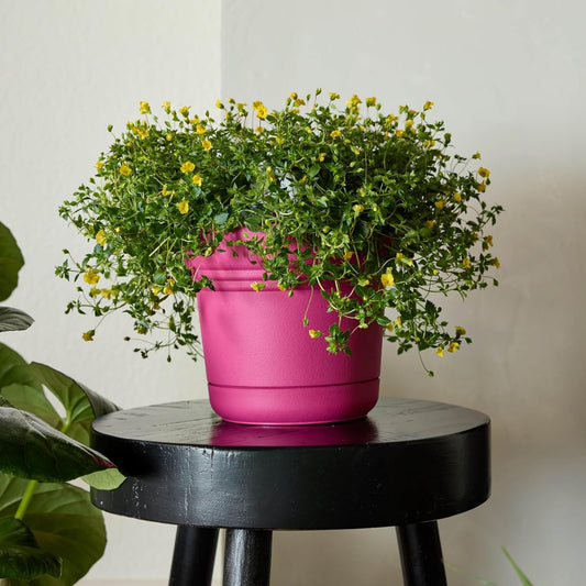 Bloem Saturn 7" Fuchsia Round Resin Planter Pot with Snap-in Saucer fo