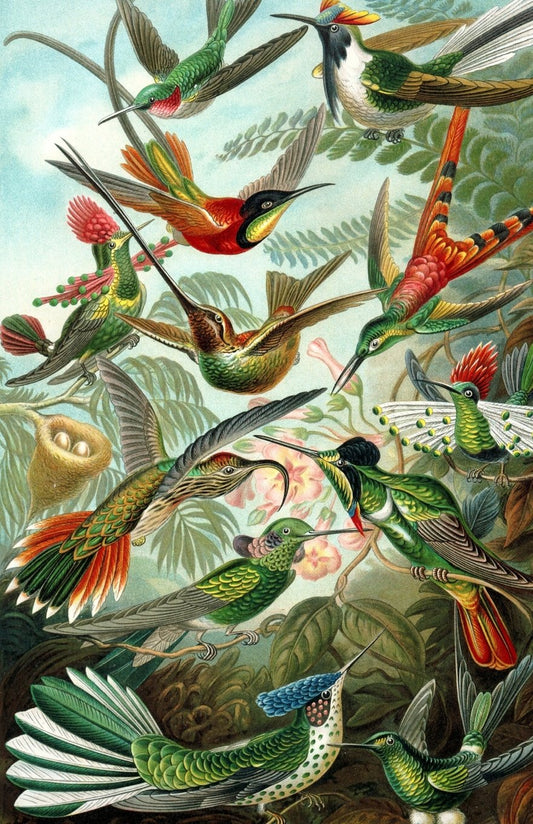 Journal: Birds Vintage Nature Painting: Lined Journal, 120 Pages, 5.5 x 8.5, Birds, Vintage Nature Print, Soft Cover, Matte Finish (Bird Journals)