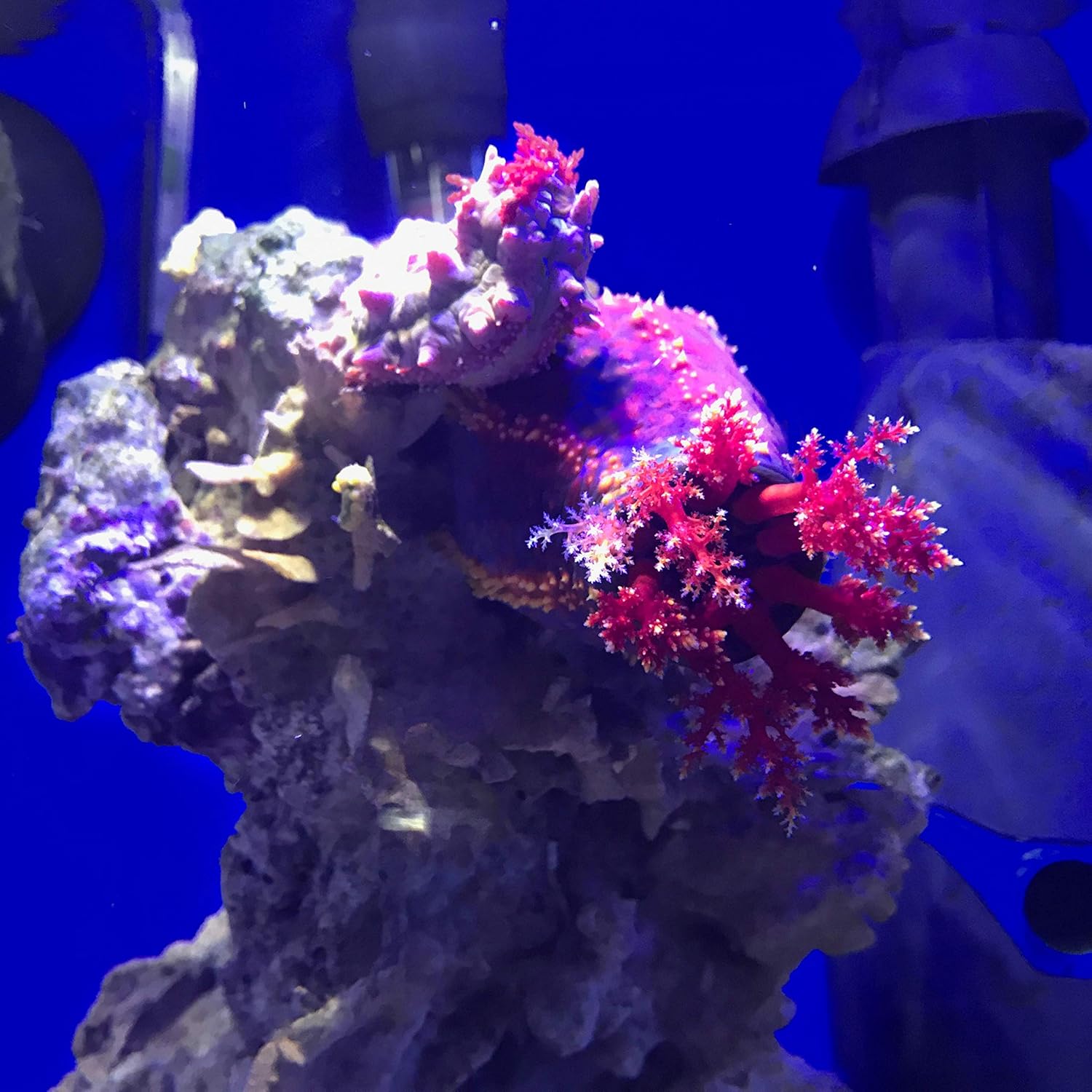 Seachem Prime Fresh and Saltwater Conditioner - Chemical Remover and D