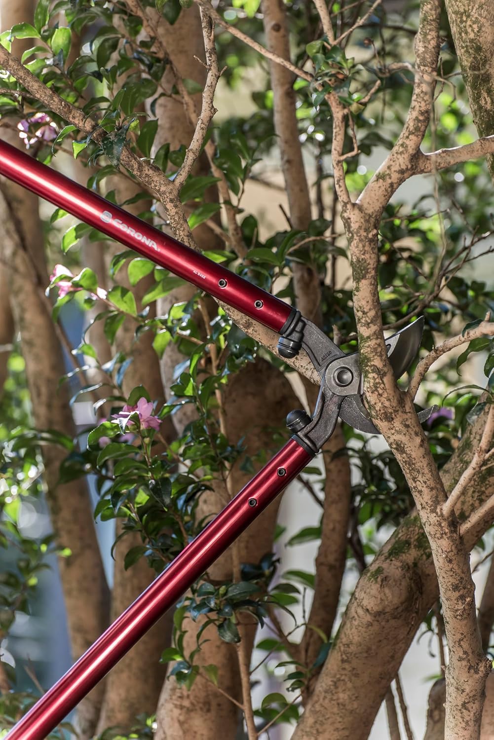 Corona Tools | 32-inch Branch Cutter MAXFORGED Orchard Loppers | Tree 