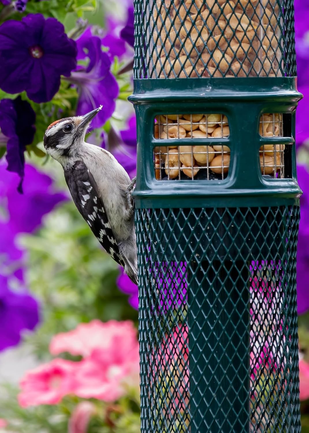 Squirrel Buster Nut Feeder Squirrel-Proof Bird Feeder for Nuts and Fruit, Two Meshes & Squirrel Buster Plus Squirrel-Proof Bird Feeder w/Cardinal Ring and 6 Feeding Ports, 5.1-Pound Seed Capacity