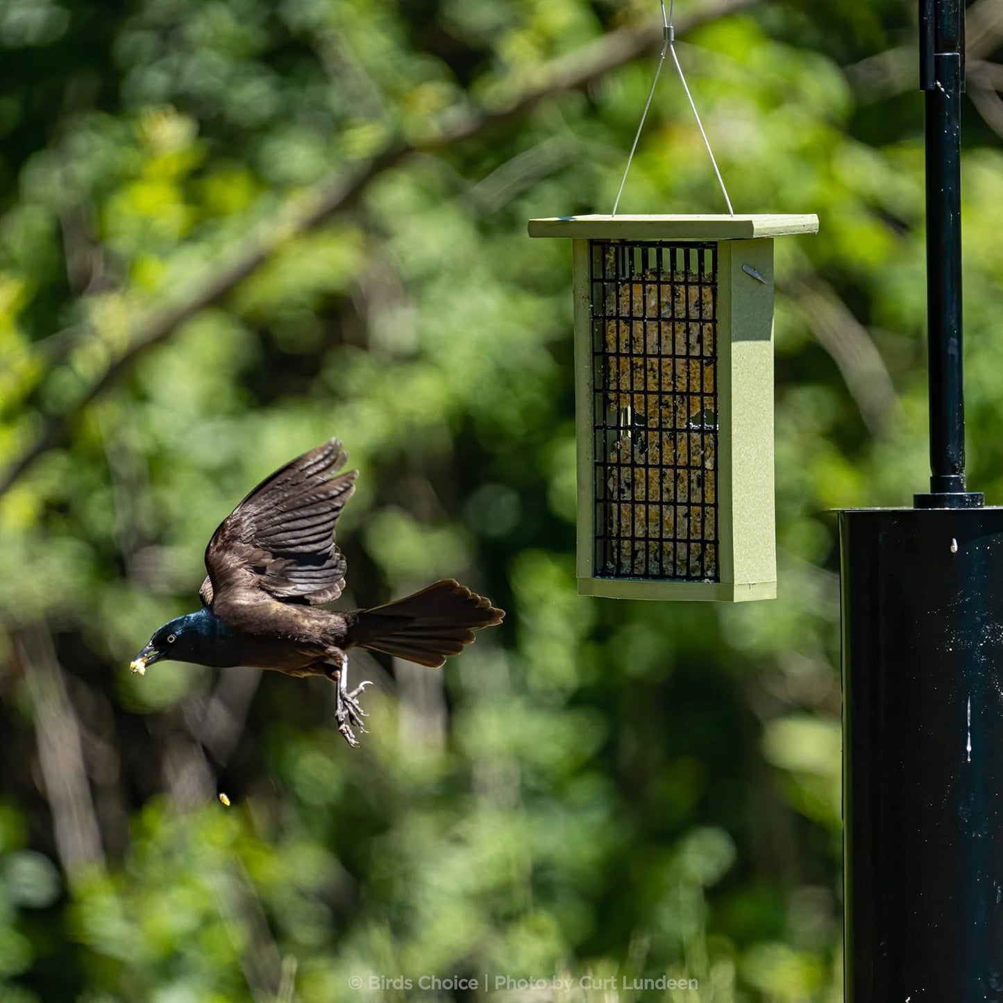 Birds Choice 2 Arm Topper Bird Feeder Pole Set with Squirrel Baffle