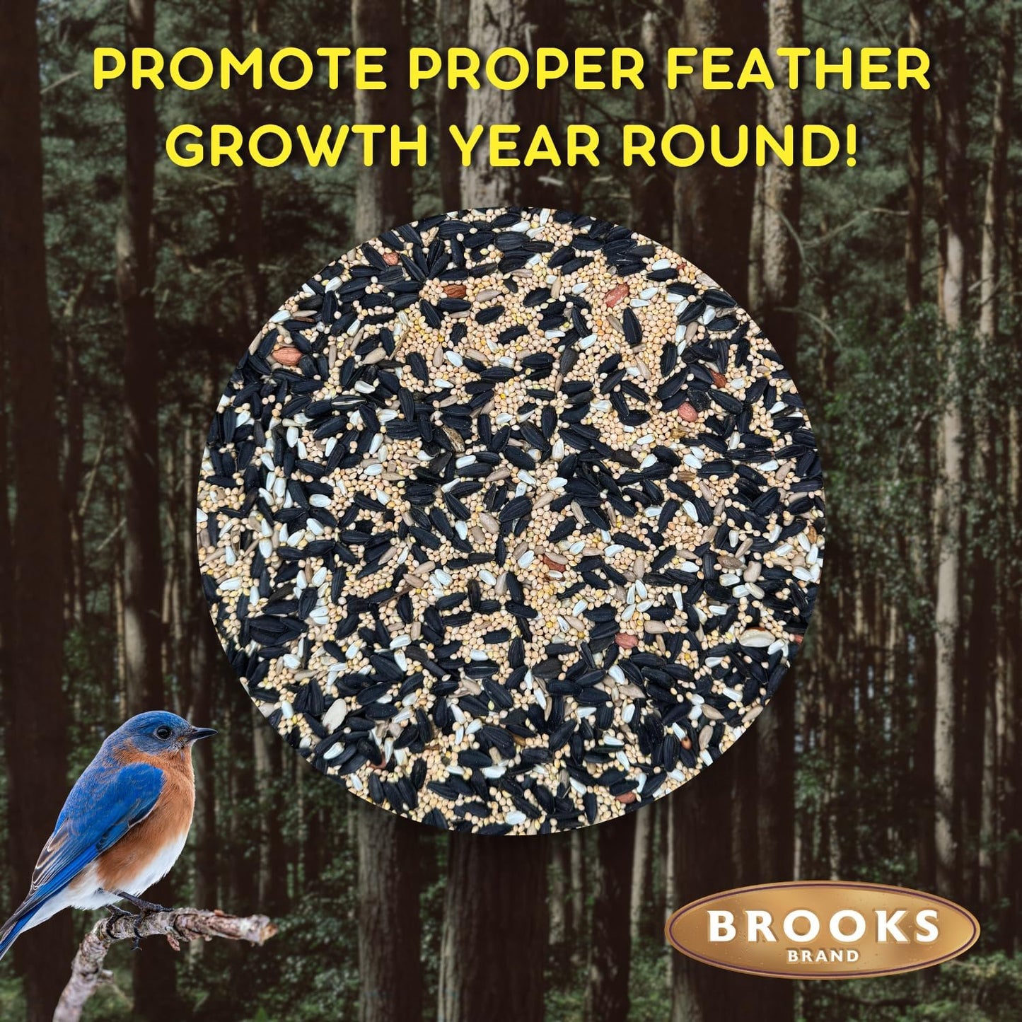 Birds of a Feather Songbird Premium, Songbird Bird Seed, Song-Bird See