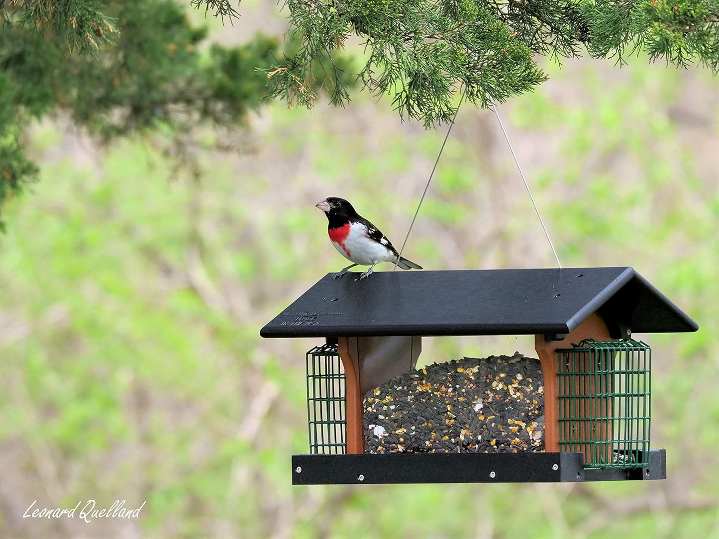 AmishToyBox.com Deluxe Bird Feeder with Suet Holders, Made with Eco-Friendly Poly Lumber (Black/Cedar)