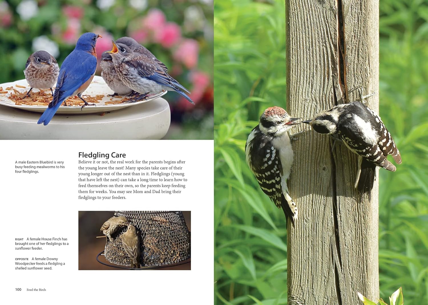 Feed the Birds: Attract and Identify 196 Common North American Birds