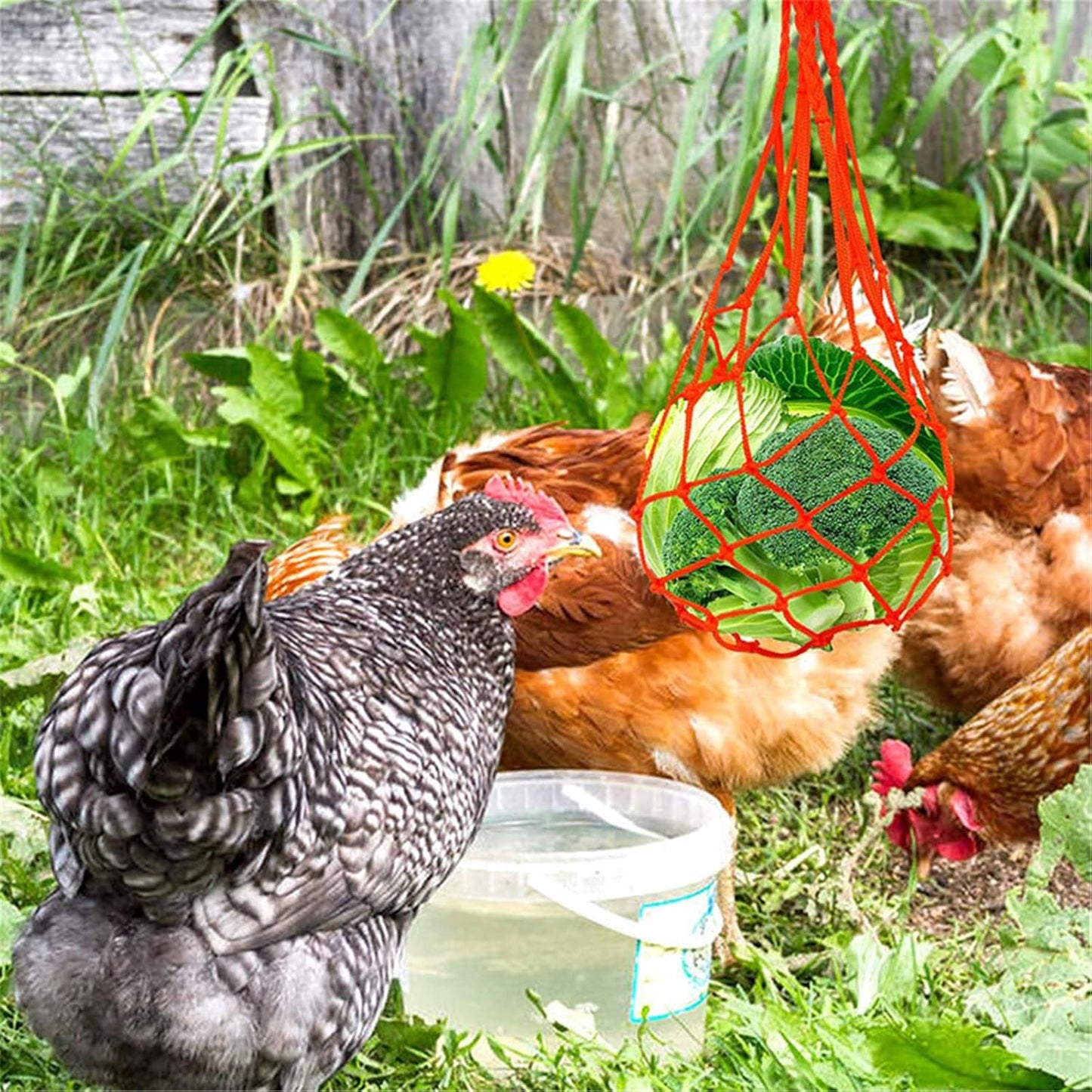 BUYTER Chicken Hanging Feeder Toy Vegetable Skewer Fruit Holder for Hens