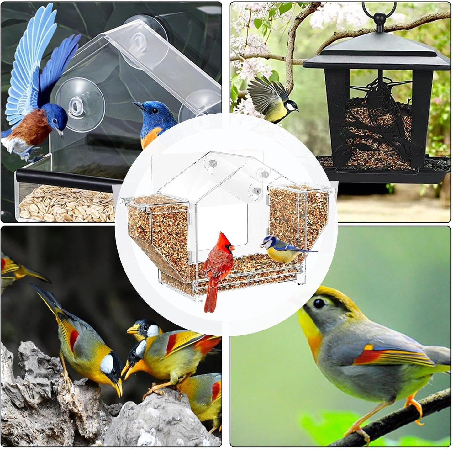 Bird Feeder for Window - Suction Cup Clear Yard Feeding Box | Squirrel