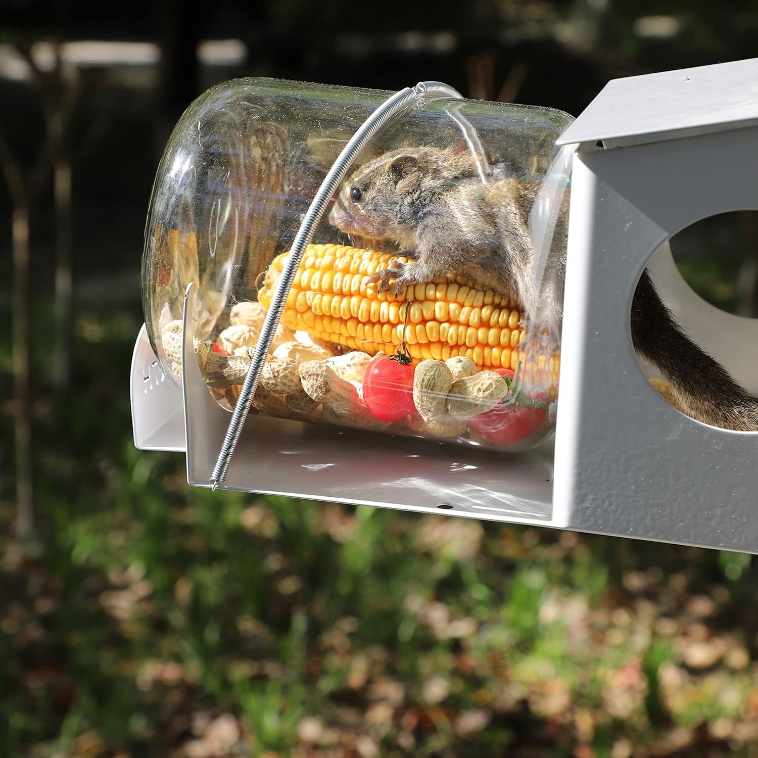 Squirrel Feeder, Backyard Gallon Jar Squirrel Feeder for Outside,Enjoy