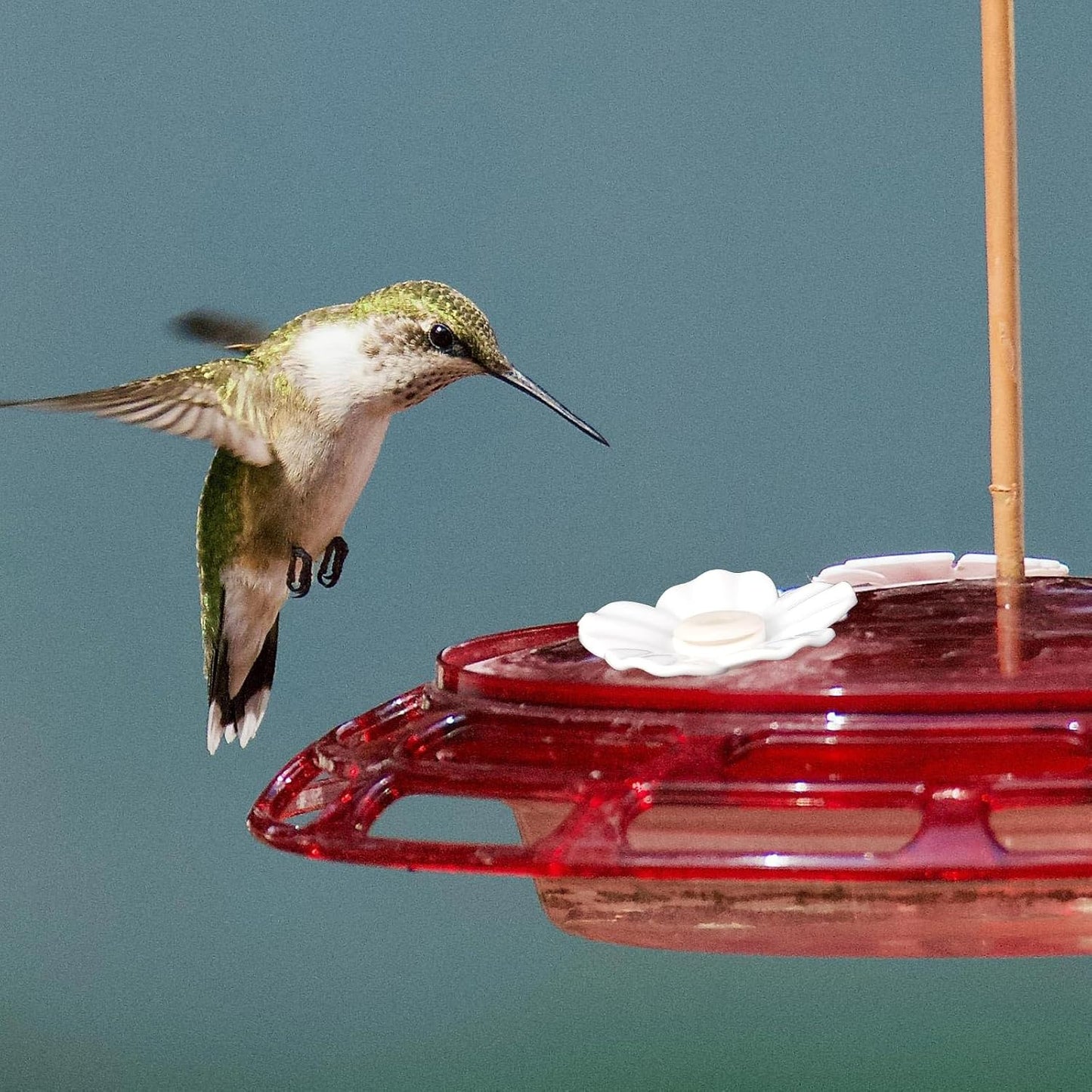 30pcs Hummingbird Feeder Replacement Flowers，Replacement Feeding Ports Bird Feeder Parts for Hummingbird Feeders (White)