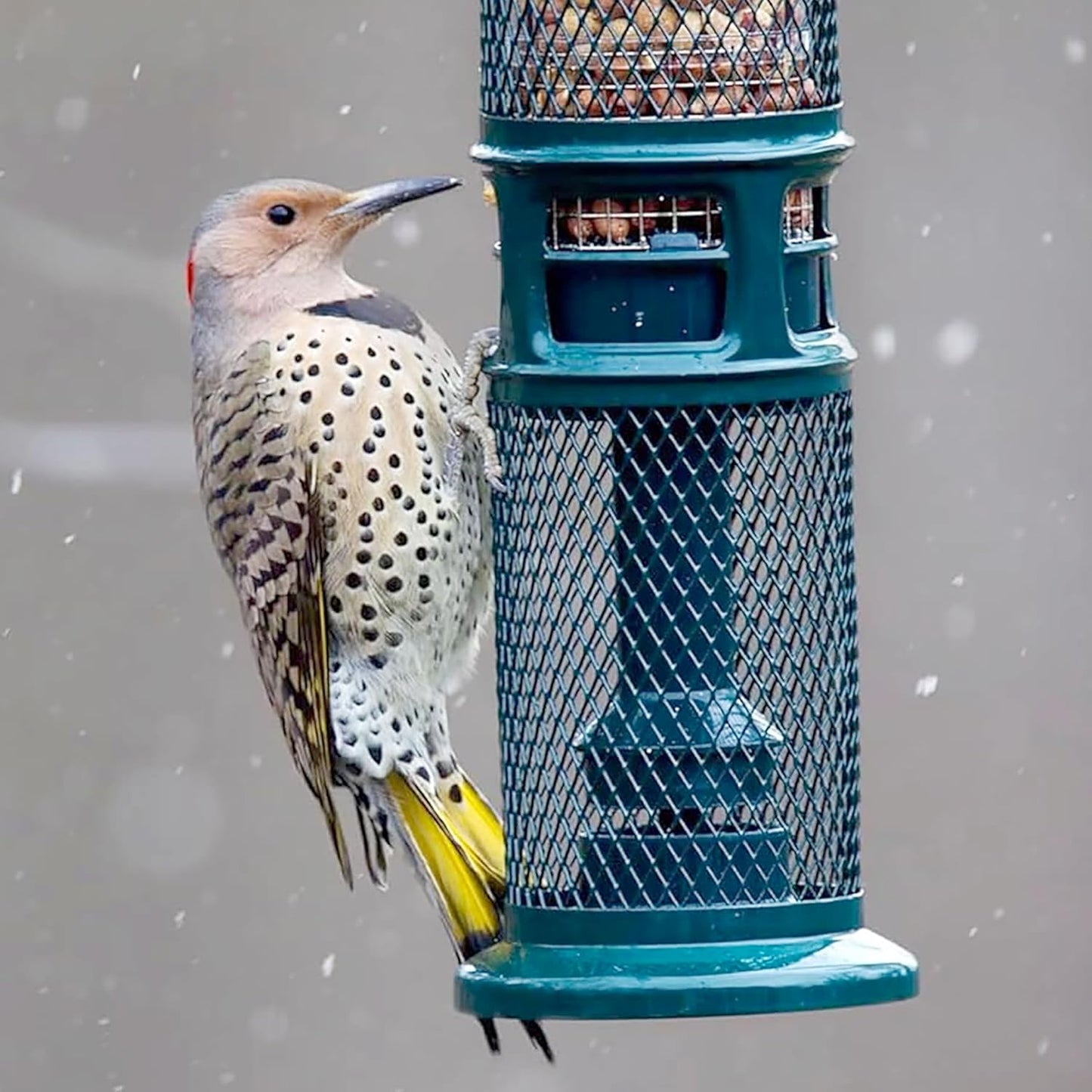 Squirrel Buster Nut Feeder Squirrel-Proof Bird Feeder for Nuts and Fru