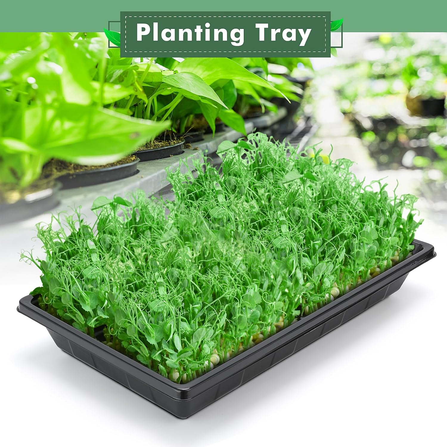Sckee Upgraded 10 Pack Plant Growing Trays Seed Starting Tray Microgre