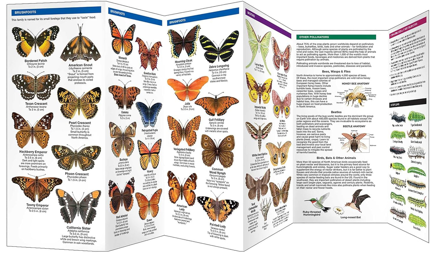 Texas Butterflies & Pollinators (Nature Observation North America)