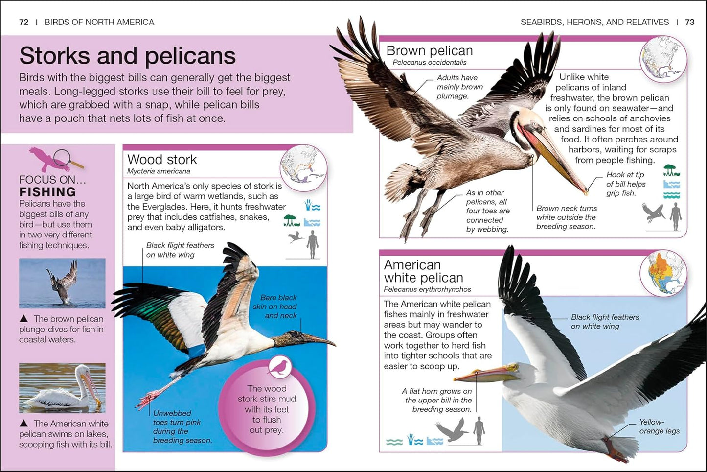 Pocket Genius Birds of North America