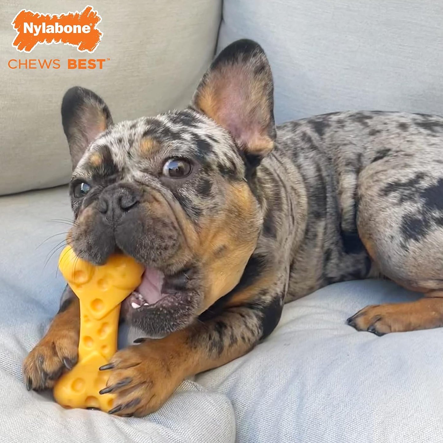 Nylabone Cheese Bone Power Chew Toy for Dogs, Cute Dog Toys for Aggres