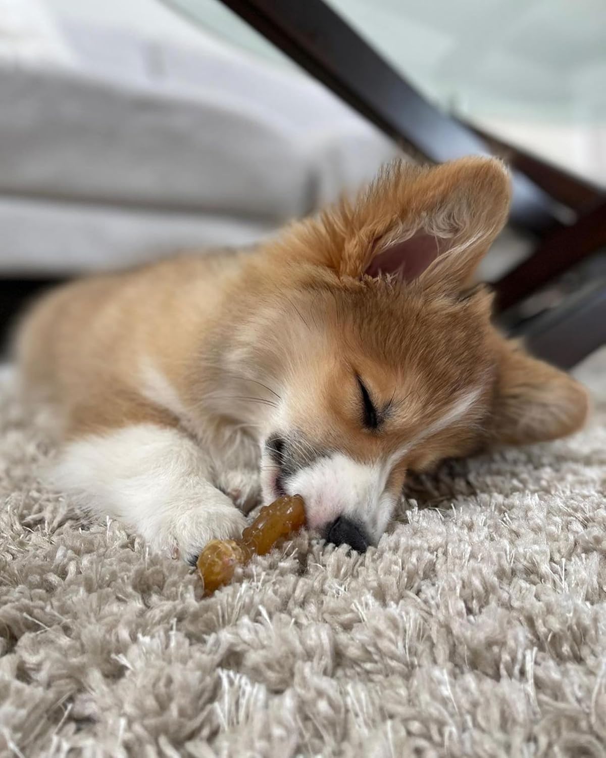 Nylabone Ring Bone Chew Toy for Puppies, Puppy Teething Toys, Puppy En
