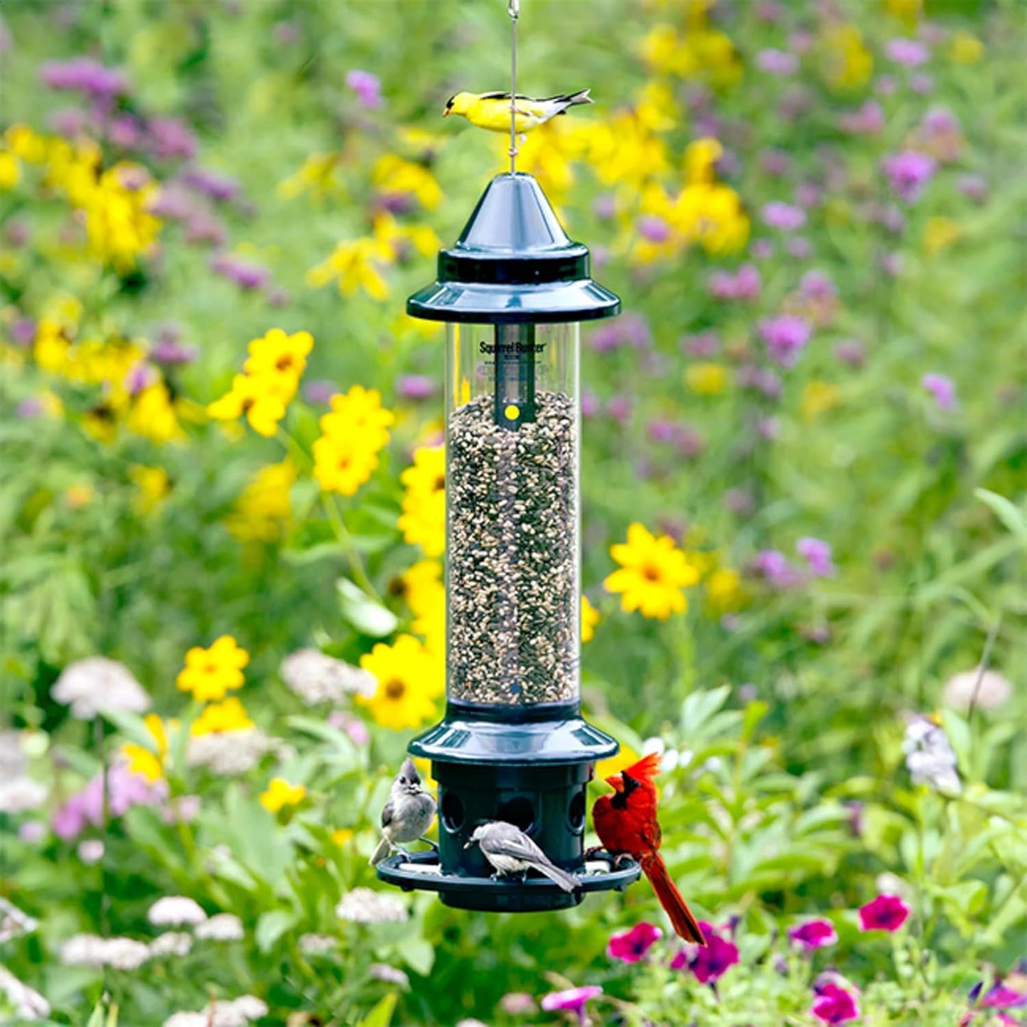 Brome,Squirrel Buster Plus 6"x6"x28" (w/hanger) Wild Bird Feeder with Cardinal Ring and 6 Feeding Ports, 5.1lb Seed Capacity, 2 Pack