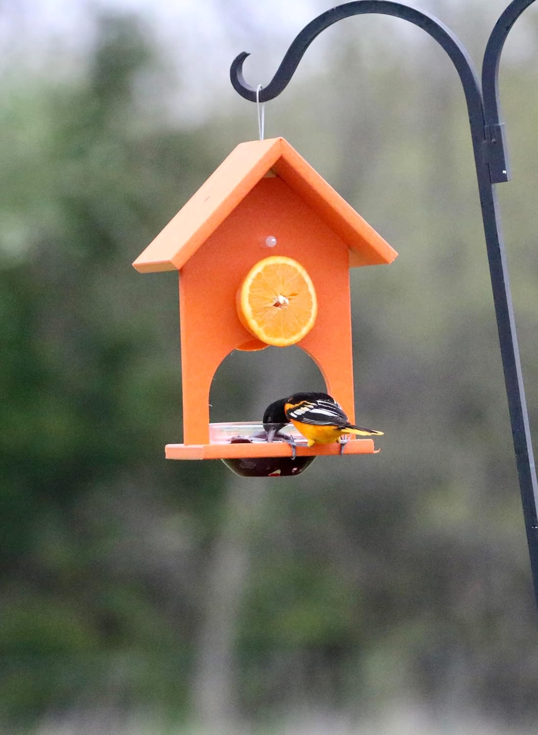 Songbird Essentials SERUBFJF Fruit and Jelly Oriole Feeder (Set of 1)