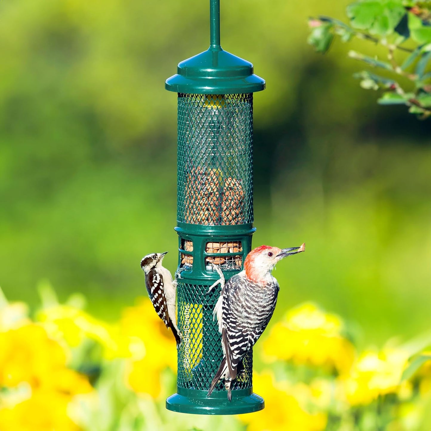 Squirrel Buster Nut Feeder Squirrel-Proof Bird Feeder for Nuts and Fru