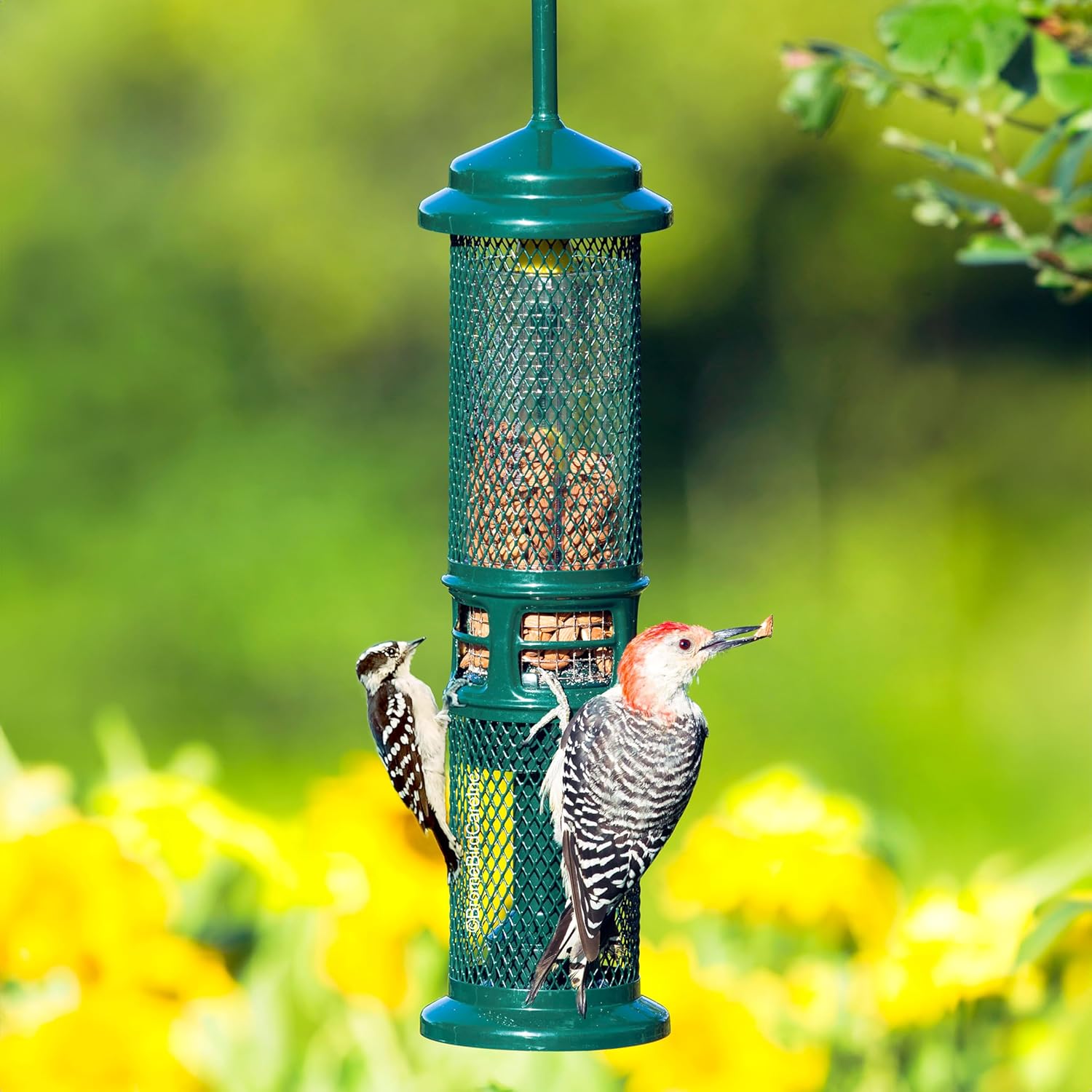 Squirrel Buster Nut Feeder Squirrel-Proof Bird Feeder for Nuts and Fru