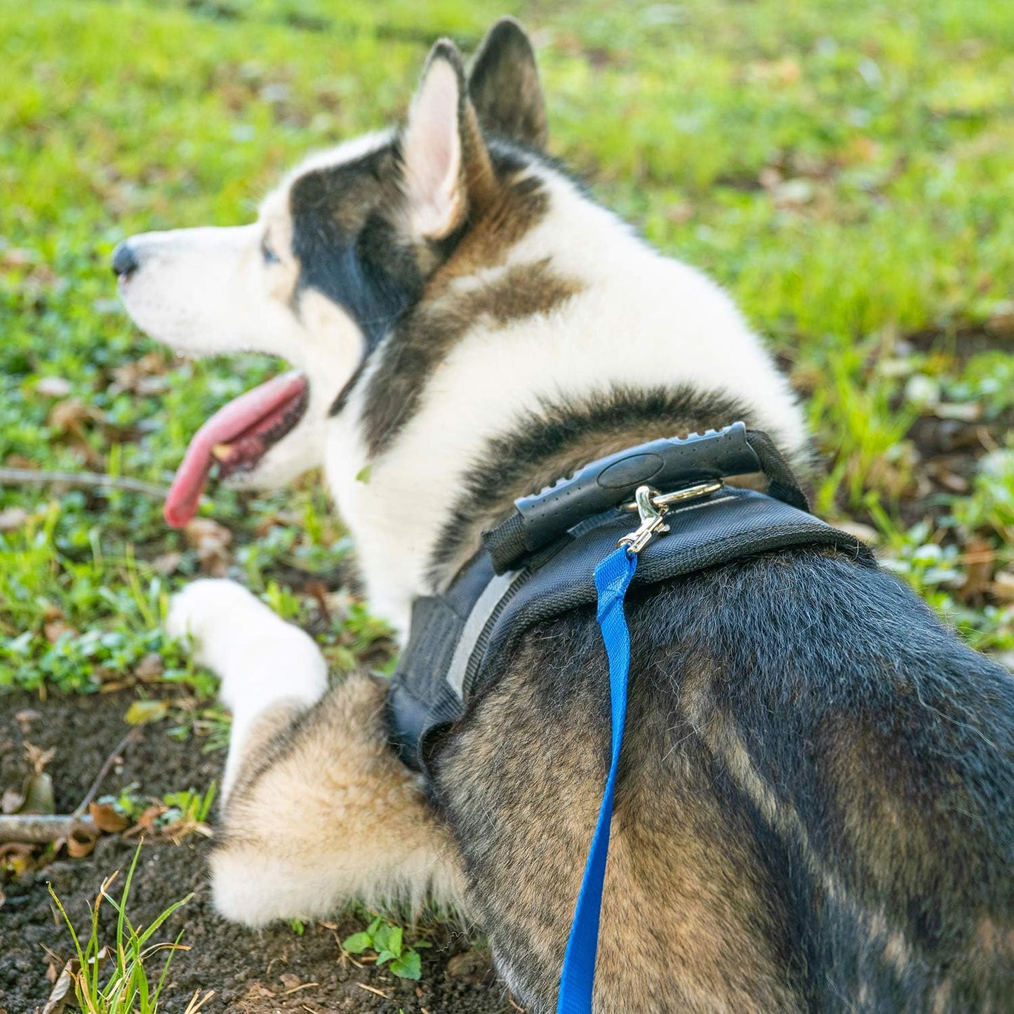 Hi Kiss Dog/Puppy Obedience Recall Training Agility Lead - 15ft 20ft 3