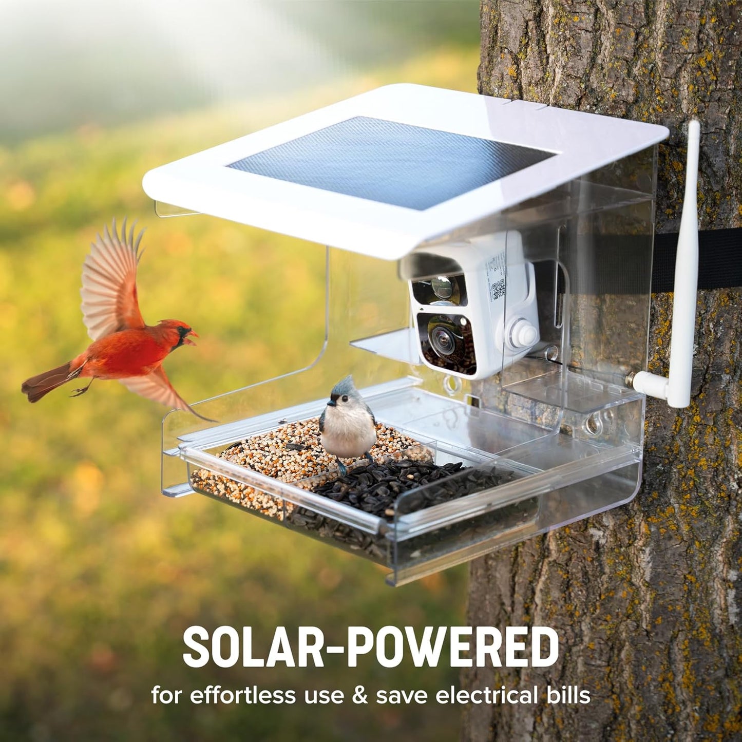 Smart Bird Feeder with Camera – XL Sliding Feed Tray for Effortless Refill – AI Birds ID – 3MEGAPIXEL Images – Video Feeder – Solar-Roof for Bird Lovers