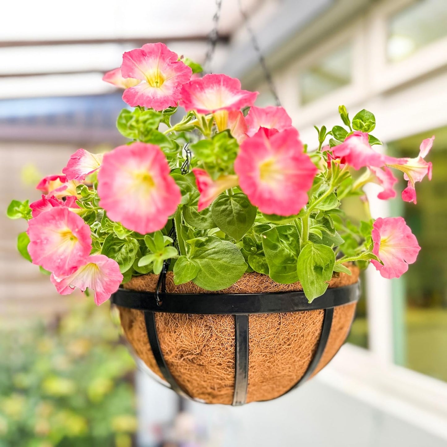 LaLaGreen Outdoor Hanging Baskets for Plants (2 Pack, 12 Inch) Medium Black Hanging Planters with Coco Liner, Metal Flat Iron Flower Pots for Deck Patio Porch Modern Garden Balcony Outside Decoration