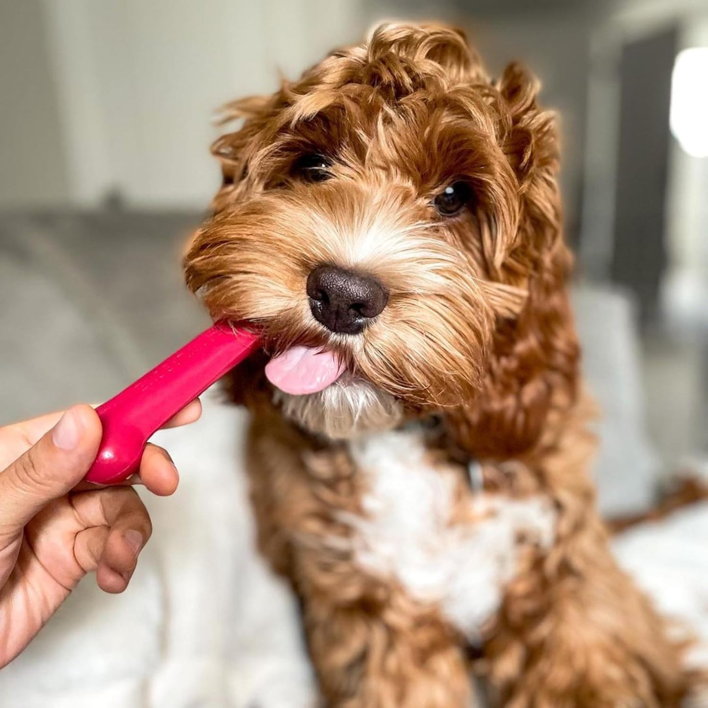 Nylabone Original Bone Power Chew Toy Value Pack for Dogs, Durable Dog