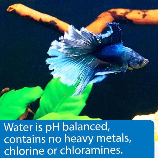 API Betta Water, 64 OZ