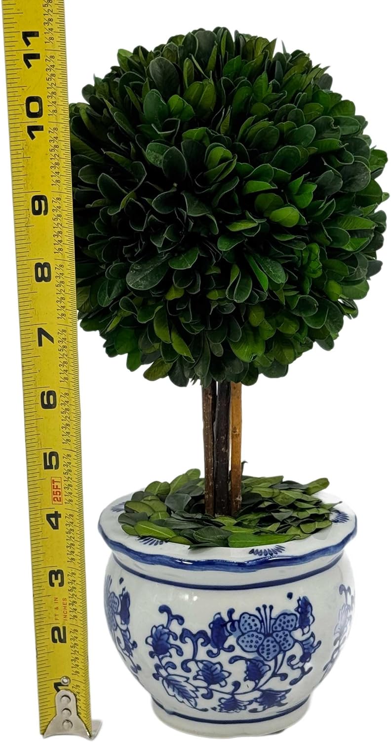 Galt International Naturally Preserved Boxwood Ball Topiary Tree in Round Hand Painted Blue & White Ceramic Pot Planter - European Rococo Home Decor Classic Chinoiserie Small 11" Tall Topiary
