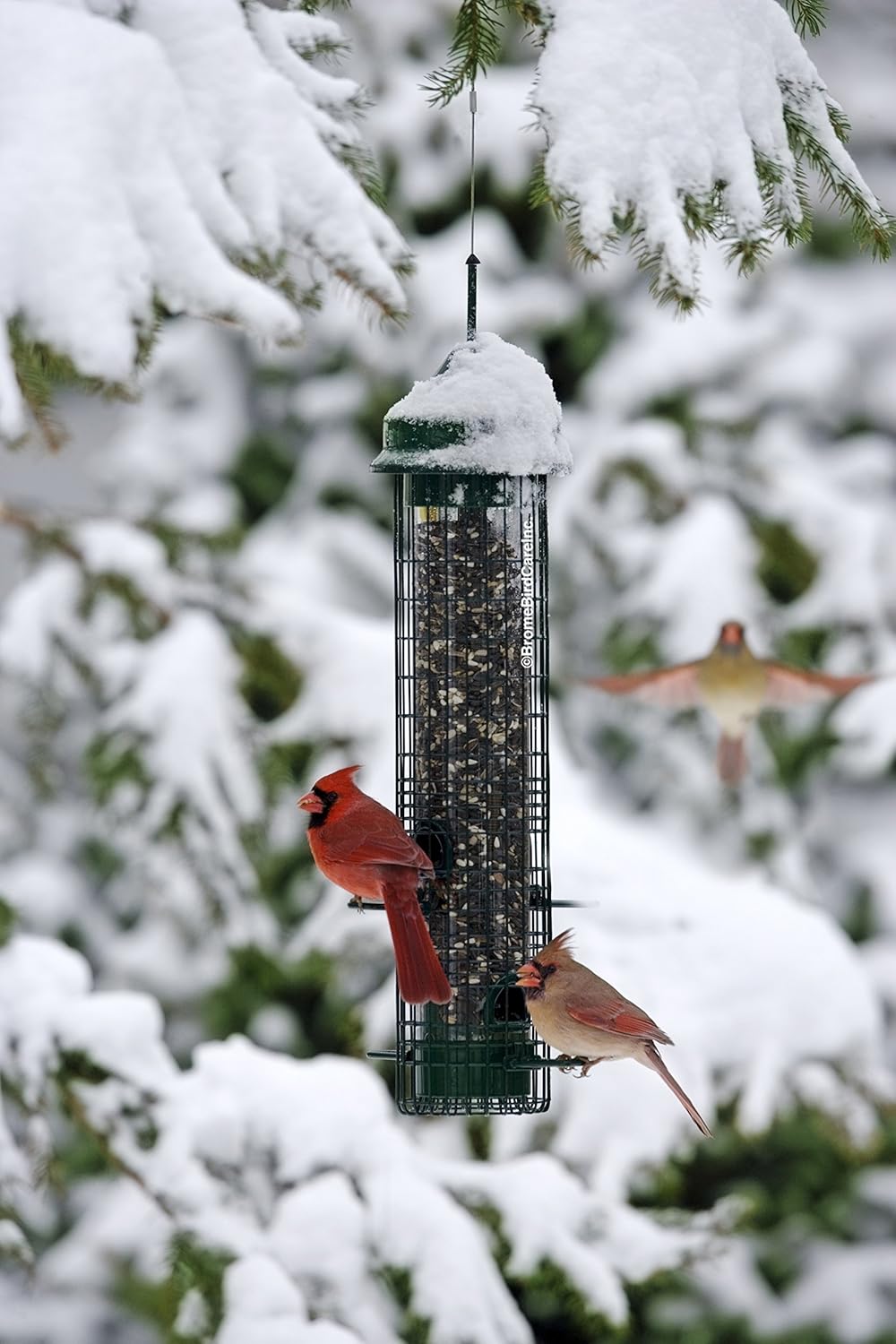 Squirrel Buster Classic Squirrel-proof Bird Feeder w/4 Feeding Ports, 2.4-pound Seed Capacity