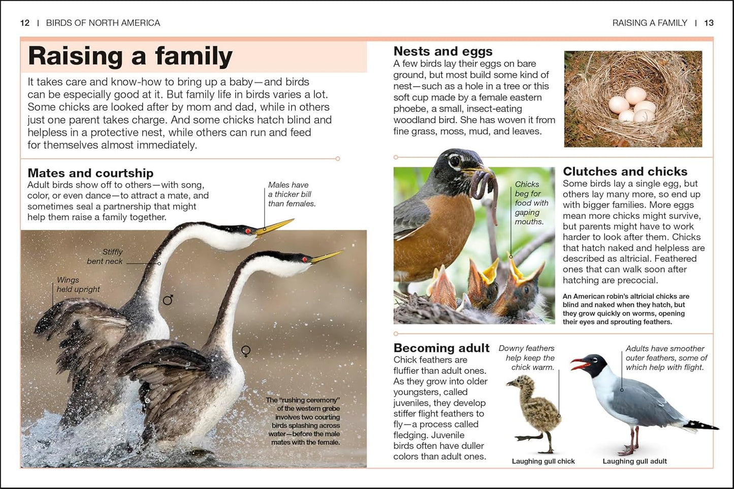 Pocket Genius Birds of North America