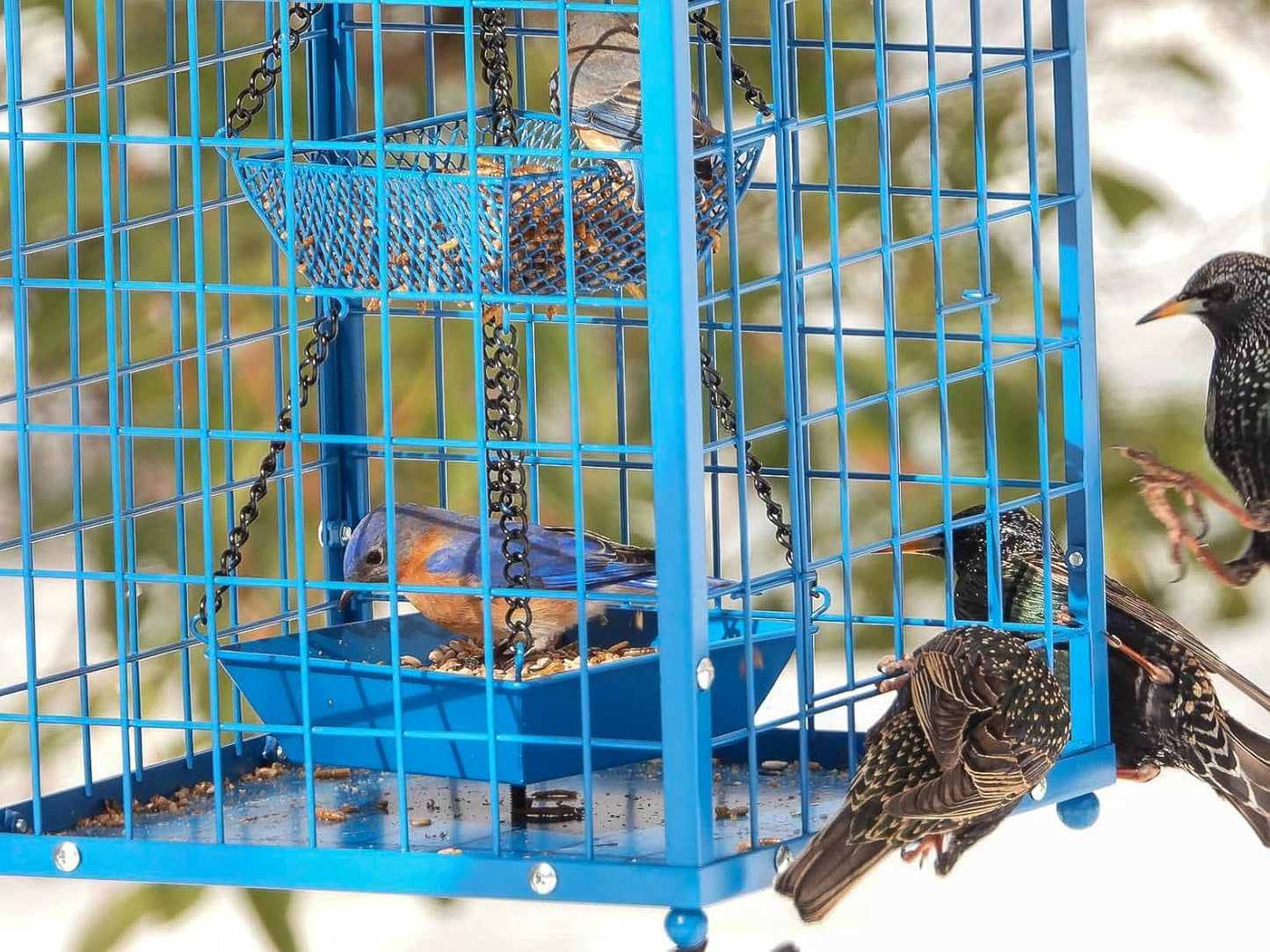 Bluebird Feeders Squirrel-Proof, 7 lbs, Large Heavy Metal Caged Mealworms Blue Bird Feeders for Outside, Weatherproof Wild Bird Feeder,2 Layer Seed Cups(Blue)