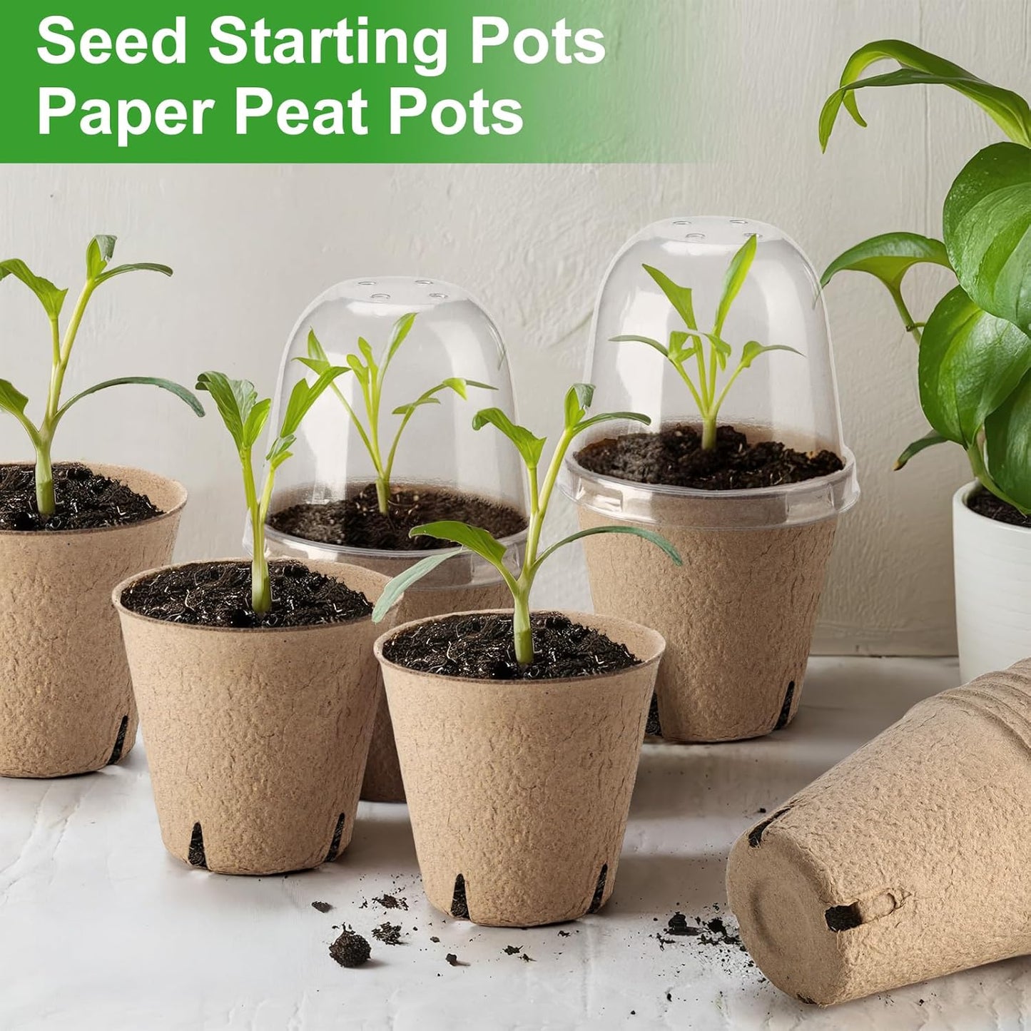 36 Set 3.15 Inch Peat Pots Plant Starters for Seedling with Humidity D