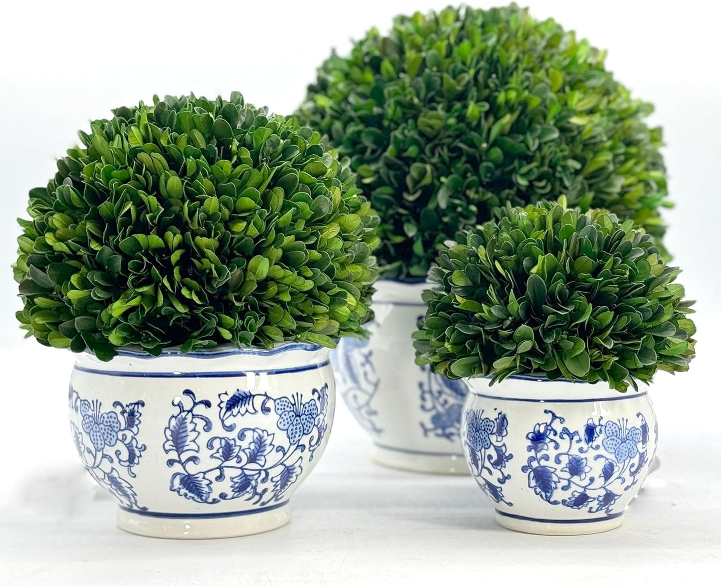 Galt International 7" Naturally Preserved Real Boxwood Ball in Hand-Painted Blue & White Round Bulb China Pot Planter Green Indoor Plant Home Decor (Small 7" Tall Topiary)