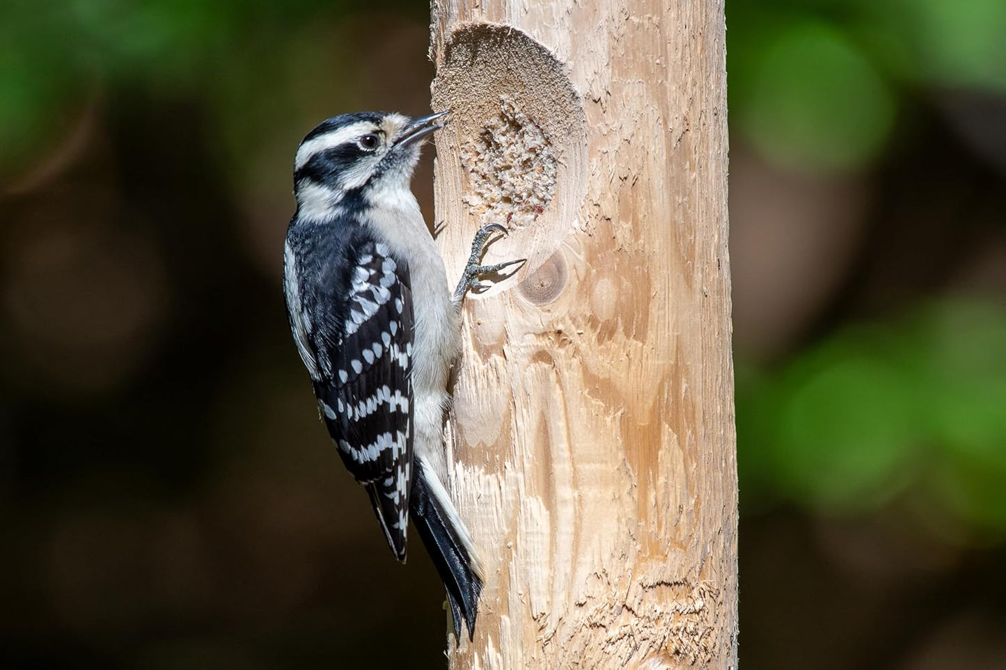 Kettle Moraine Large Cedar Suet Log Feeder for Woodpeckers and Chickadees