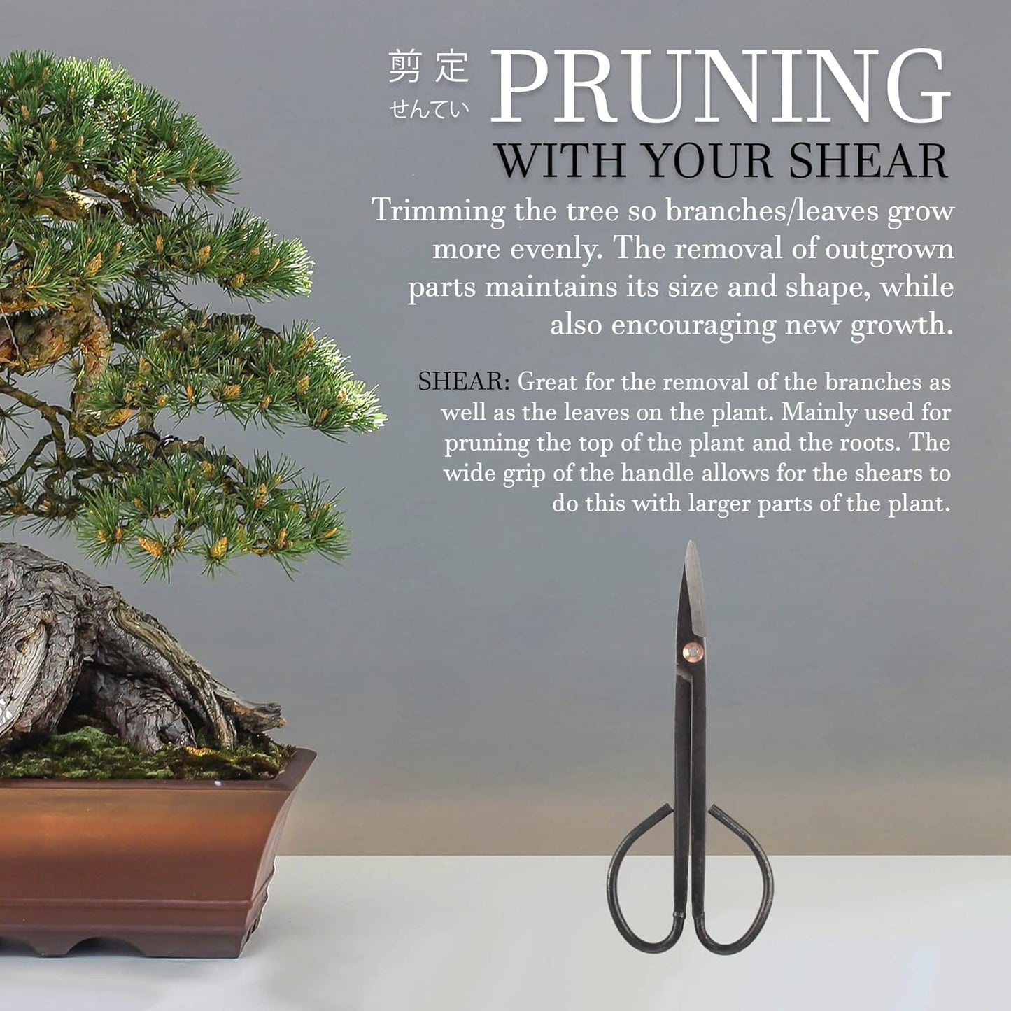 BambooMN 7.2" Black Bonsai Trimming Shear - 1 Piece