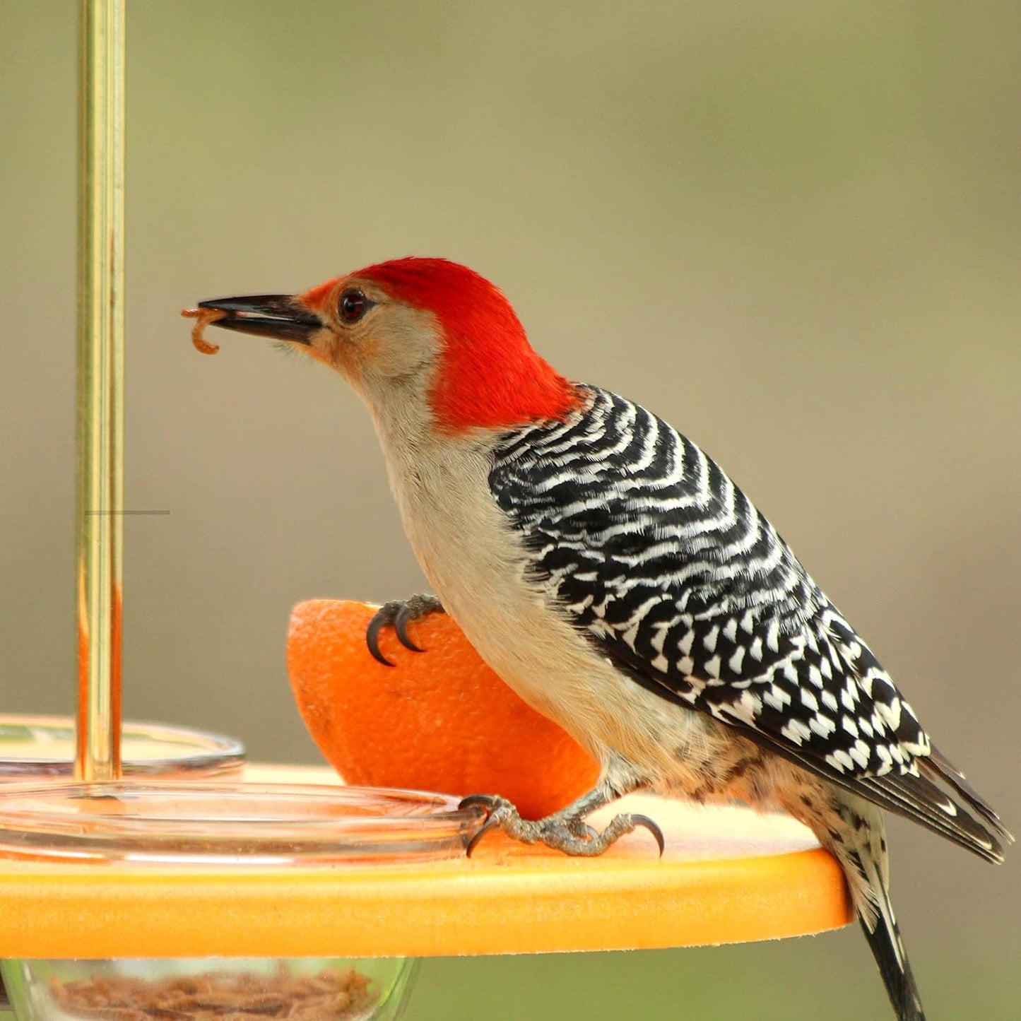 Kettle Moraine Super Oriole Recycled Orange Fruit, Jelly, Mealworm Bird Feeder w/Orange Roof