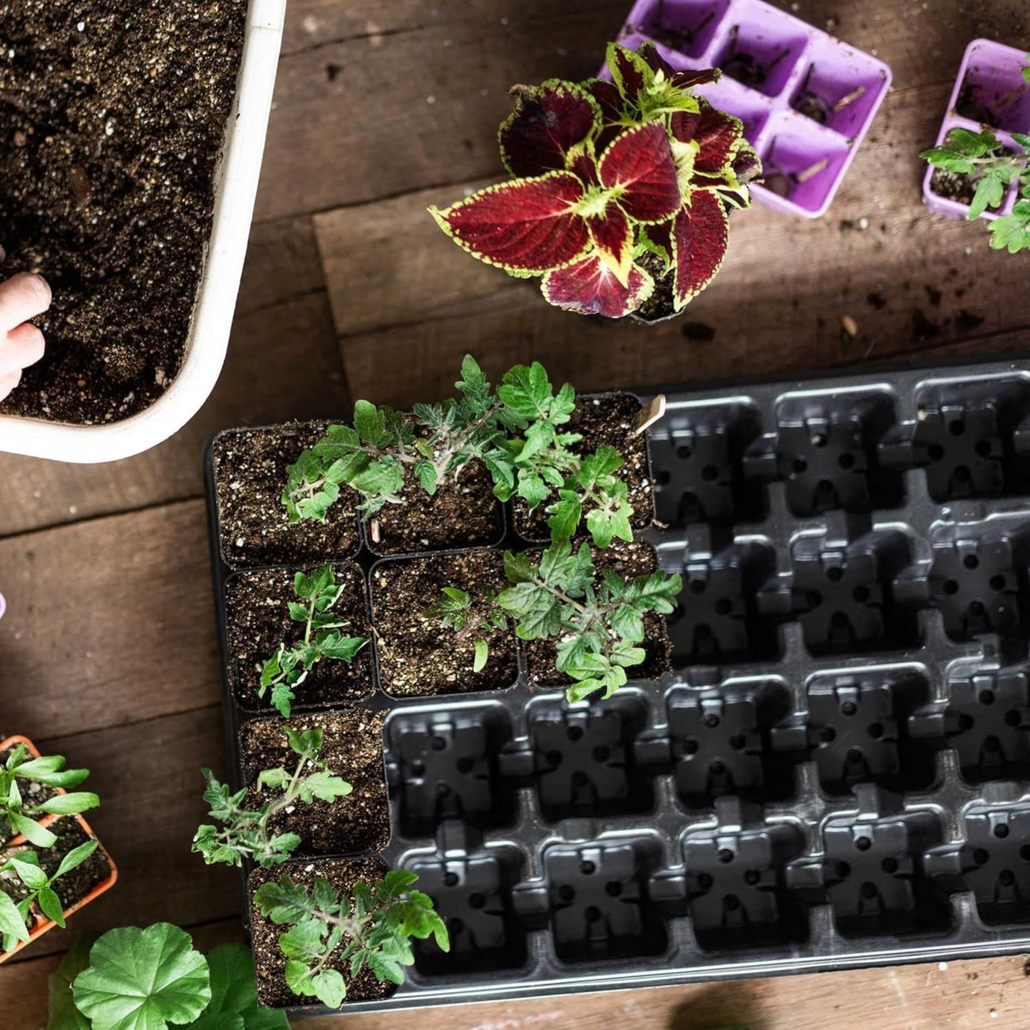 Bootstrap Farmer Extra Strength 32 Cell Seedling Starter Trays w/Inserts, 2 Pack, for Seed Germination, Plant Propagation, Growing Trays, Planting Starter