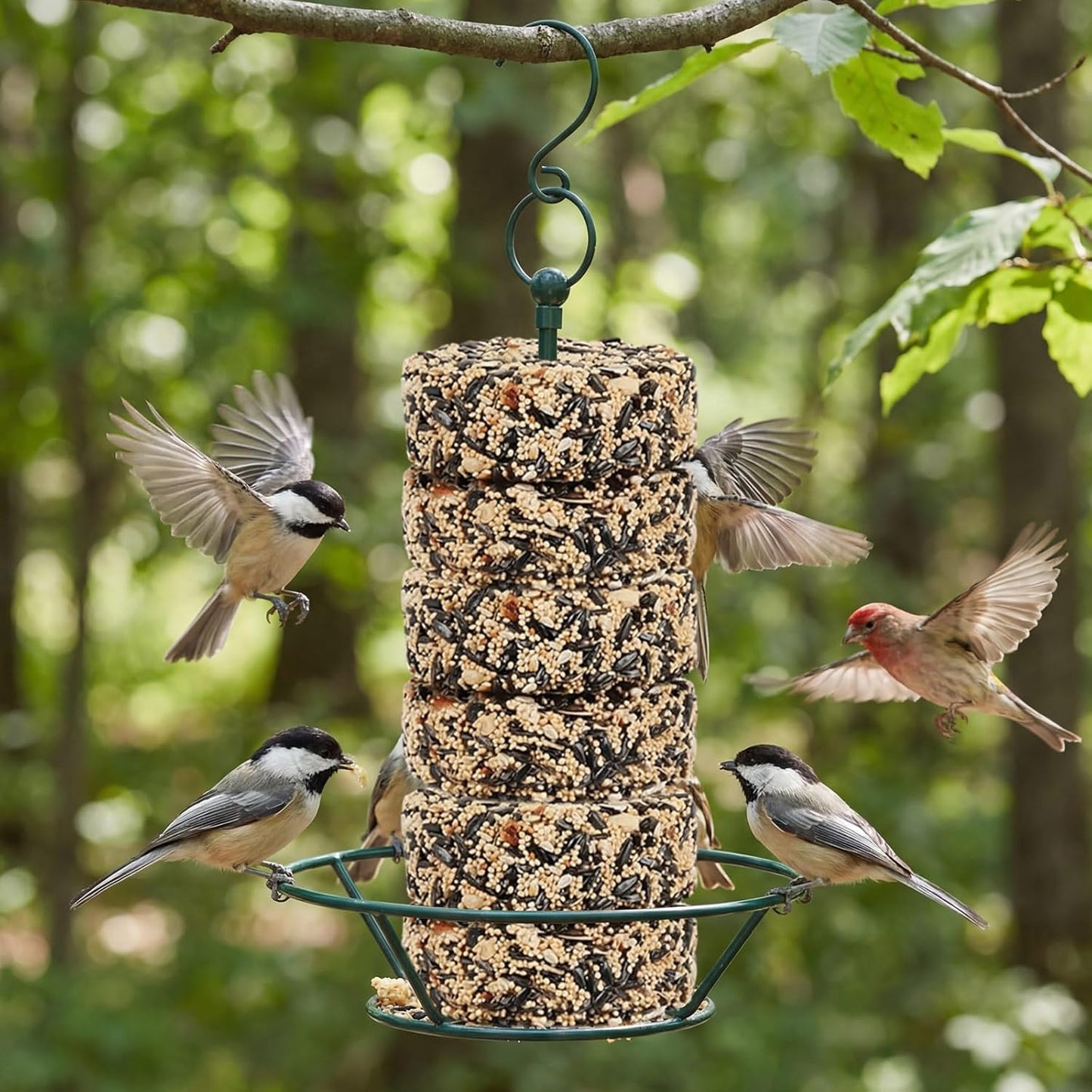 2 Pcs Dark Green Cylinder Bird Feeder for Outdoors Hanging Bird Feeders Holder Includes O-Ring & Locking S Hook Backyard Wild Birds Feeding Birds Container for Outdoors Garden