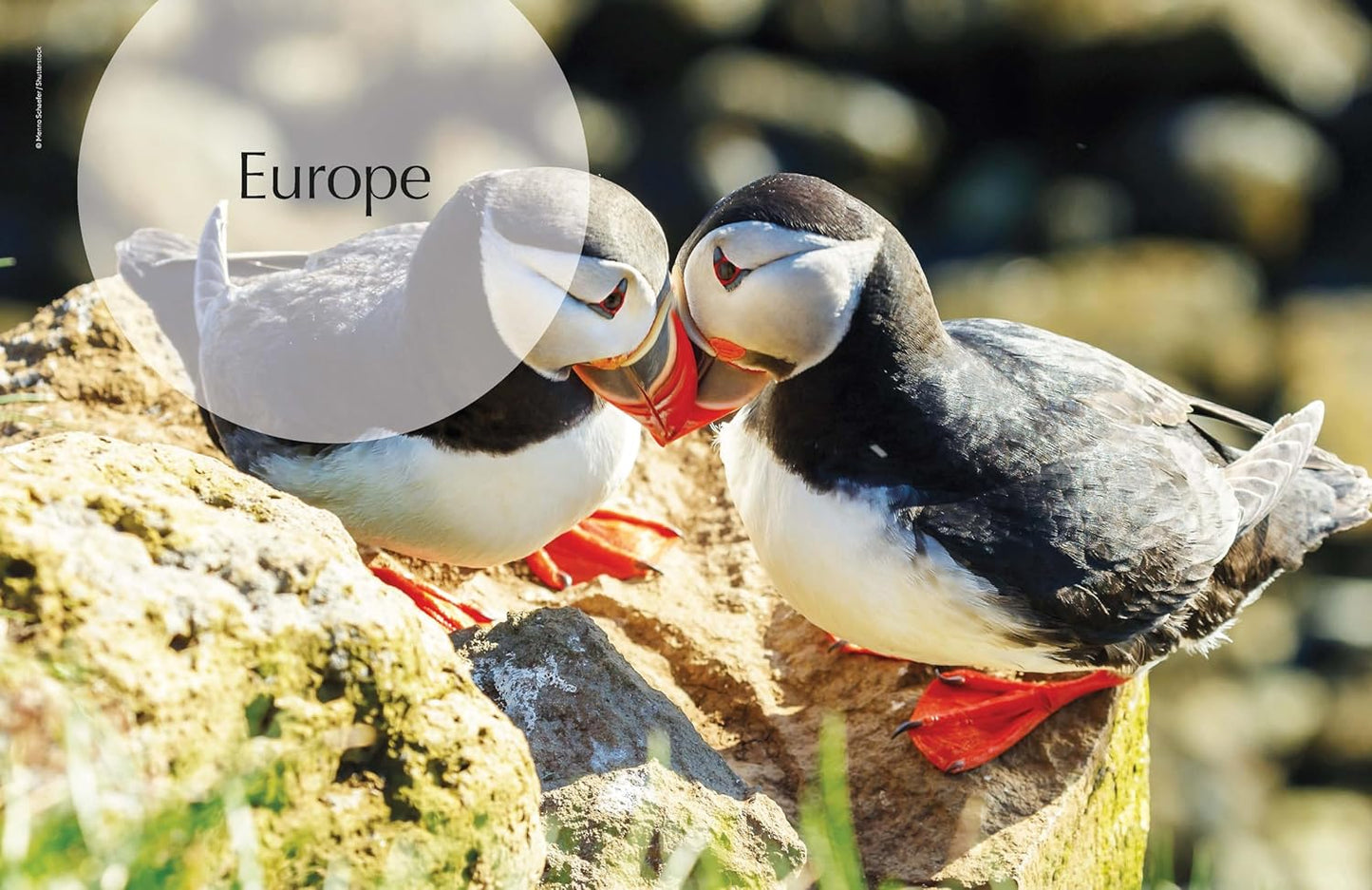 Lonely Planet The Joy of Birdwatching