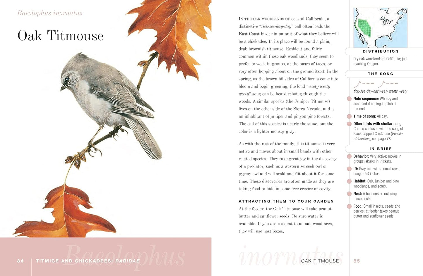 A Field Guide to Songbirds of North America: A Visual Directory of 100 of the Most Popular Songbirds