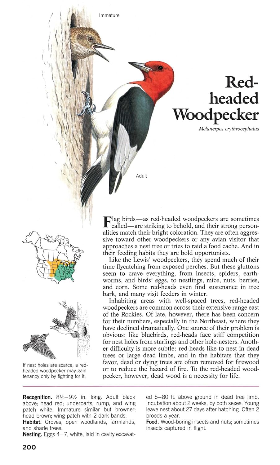 Book of North American Birds: An Illustrated Guide to More Than 600 Species (Readers Digest)