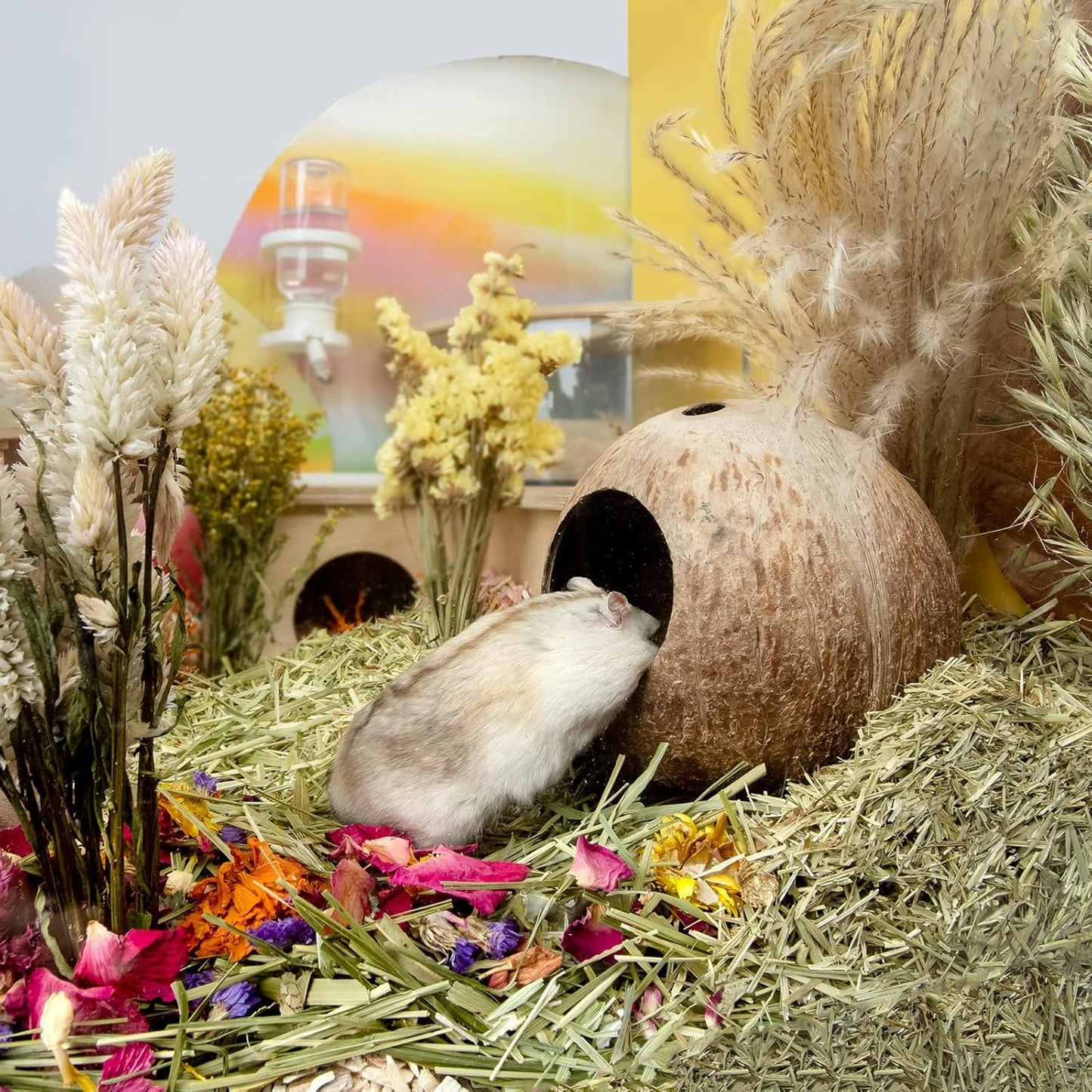 andwe Coconut Hut Hamster House Bed for Gerbils Mice Small Animal Cage