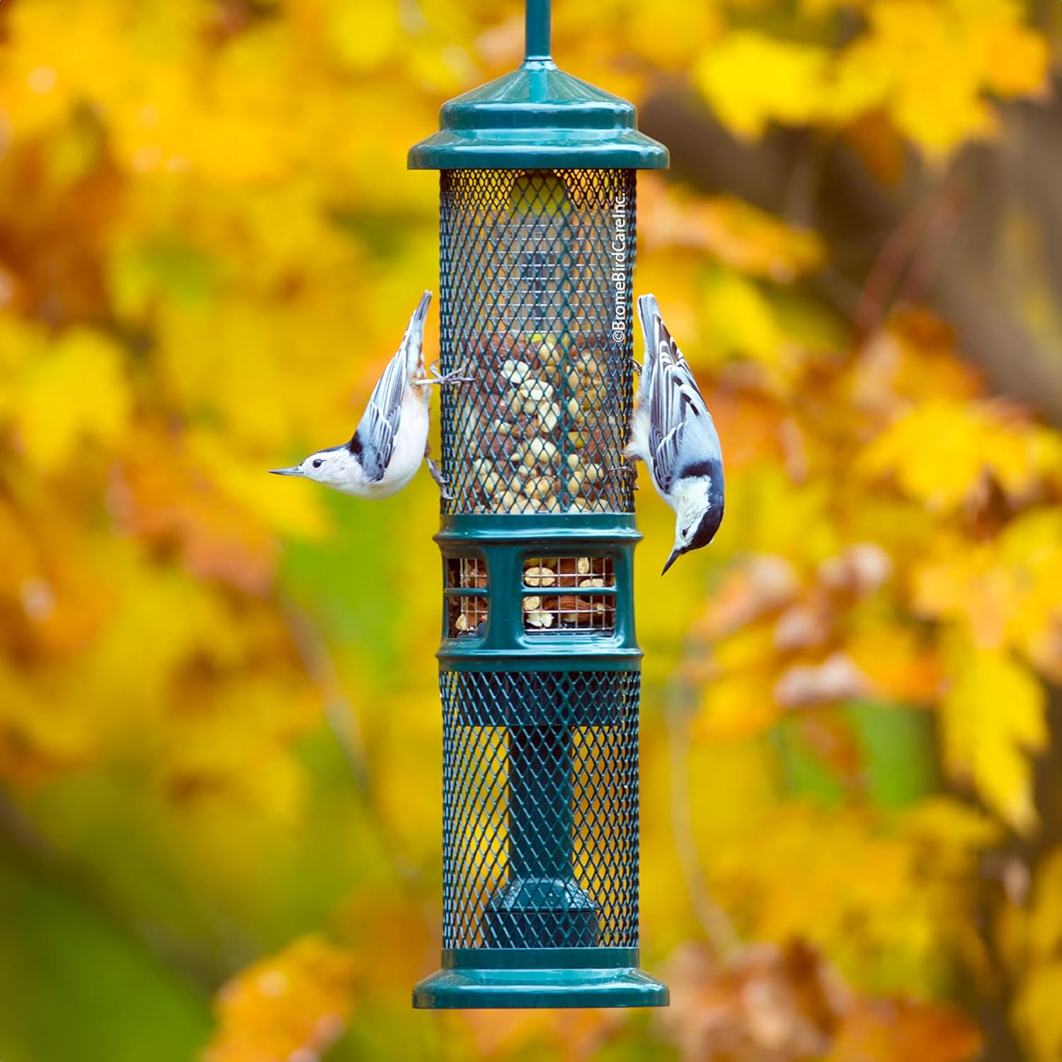Squirrel Buster Nut Feeder Squirrel-Proof Bird Feeder for Nuts and Fru