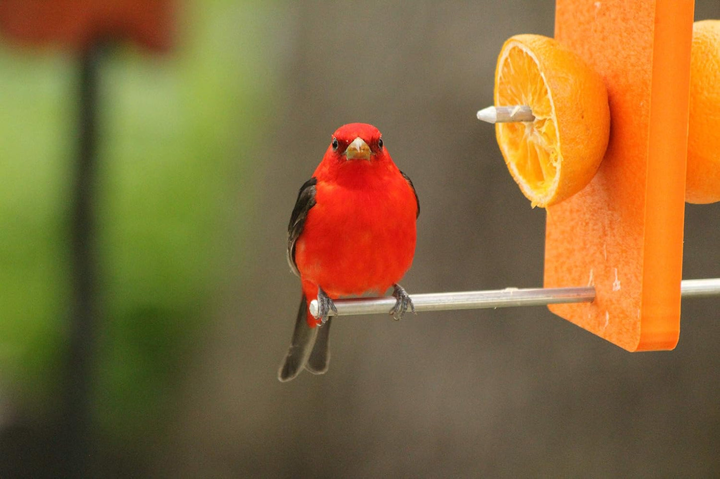Kettle Moraine Recycled Double Oriole Orange Fruit Feeder